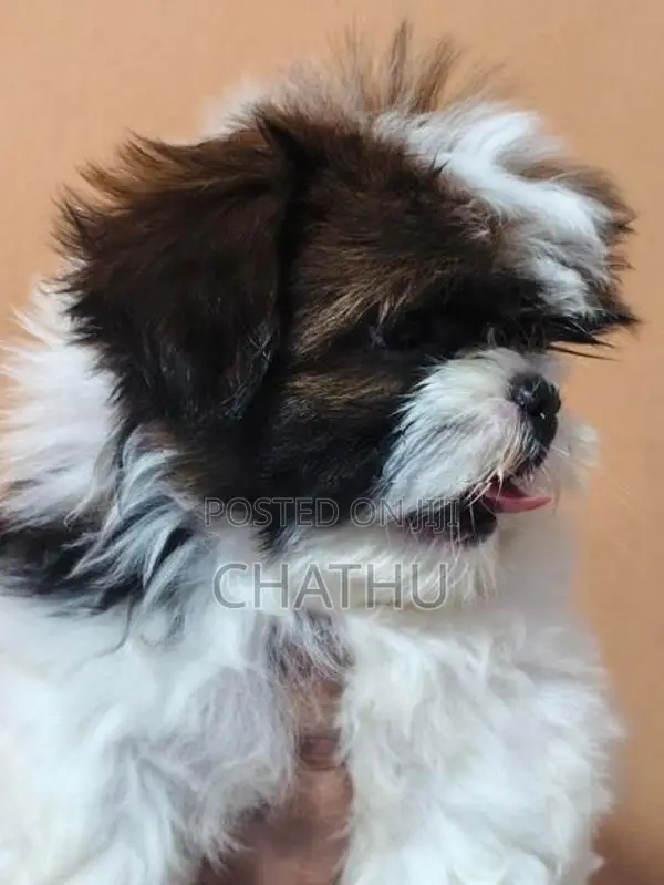 Shitzhu Puppies