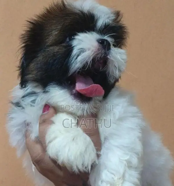 Shitzhu Puppies