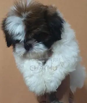 Shitzhu Puppies