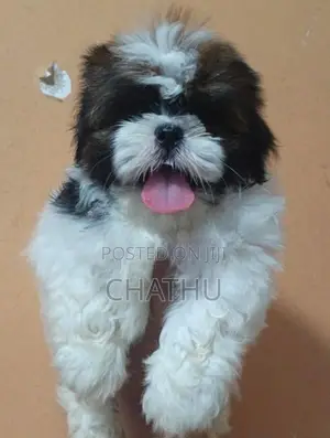 Shitzhu Puppies