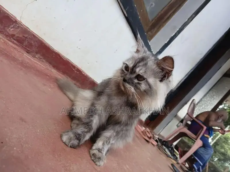 Persian