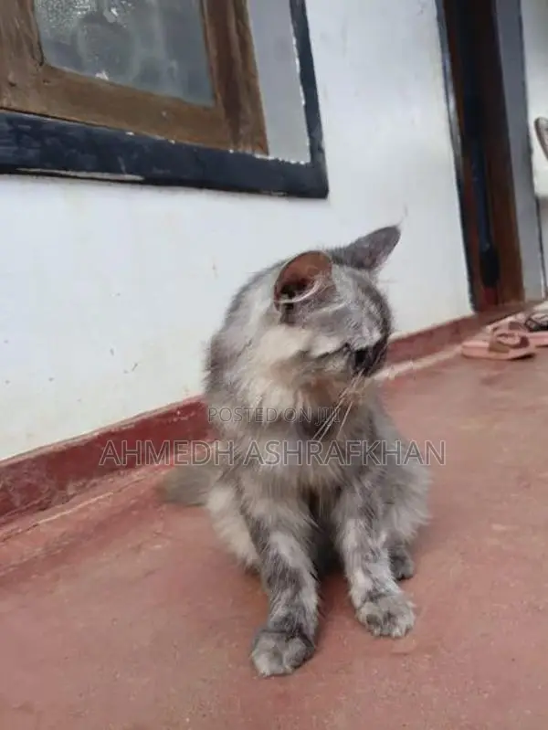 Persian