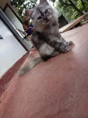 Persian