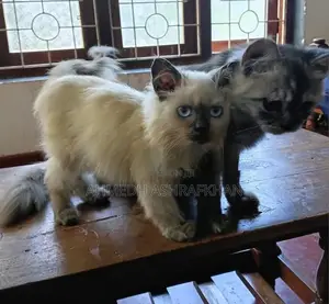 Persian
