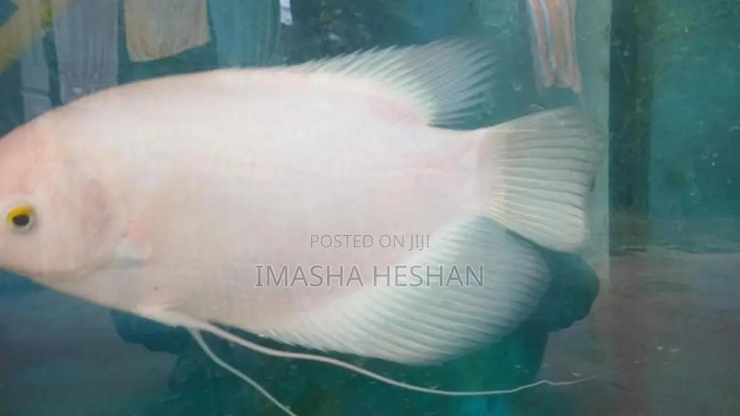 Jam Gurami Fish