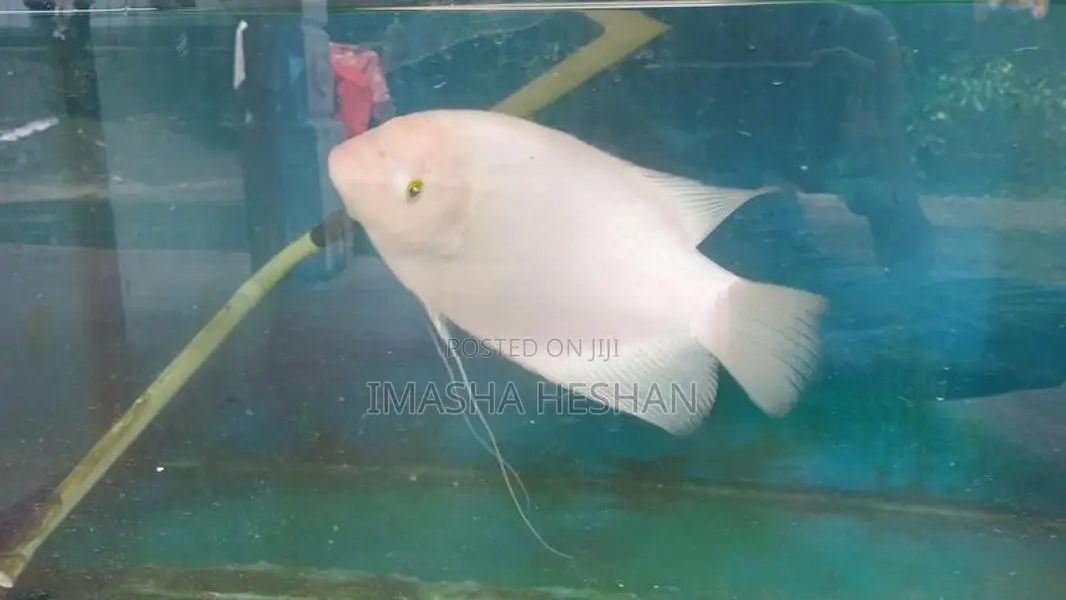 Jam Gurami Fish