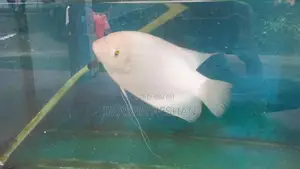 Jam Gurami Fish
