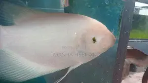 Jam Gurami Fish