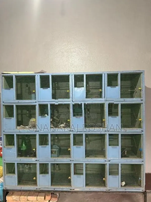Bird Cages