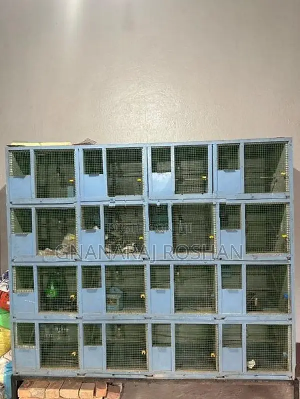 Bird Cages