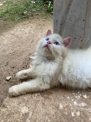 Persian Cat