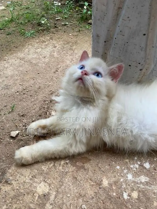 Persian Cat