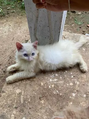 Persian Cat