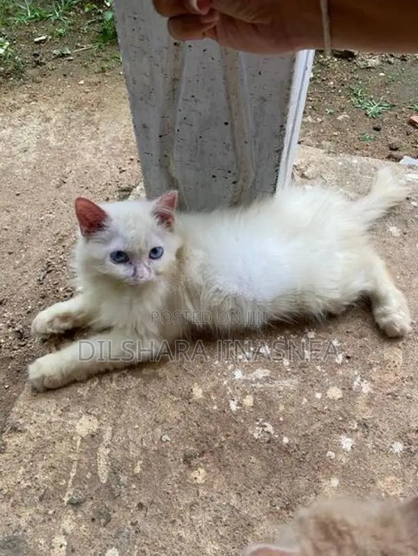 Persian Cat