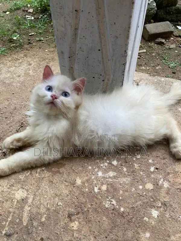 Persian Cat