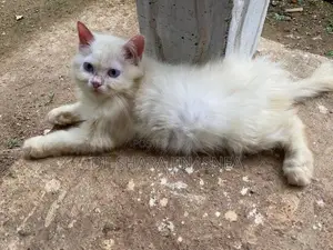 Persian Cat