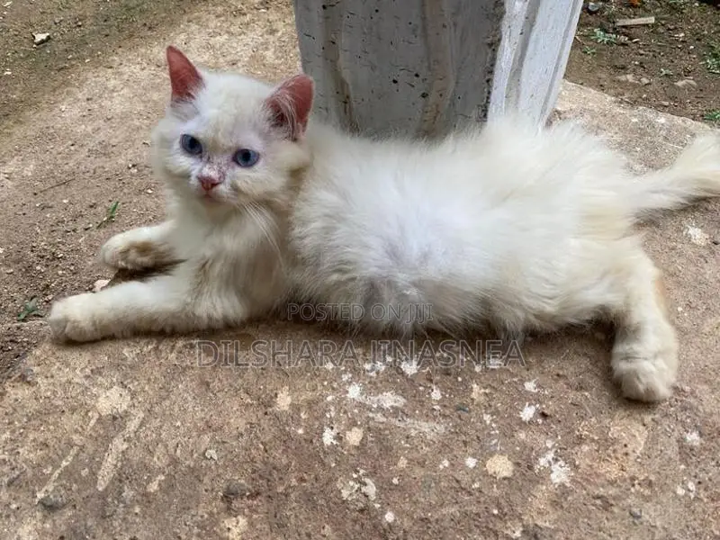 Persian Cat