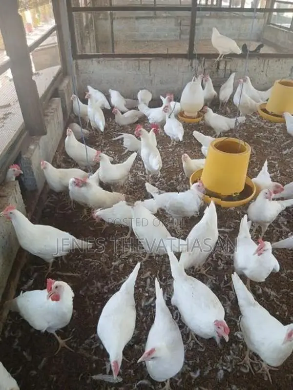White Leghorn