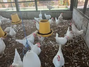 White Leghorn