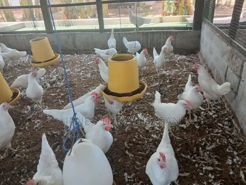 White Leghorn