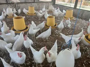 White Leghorn
