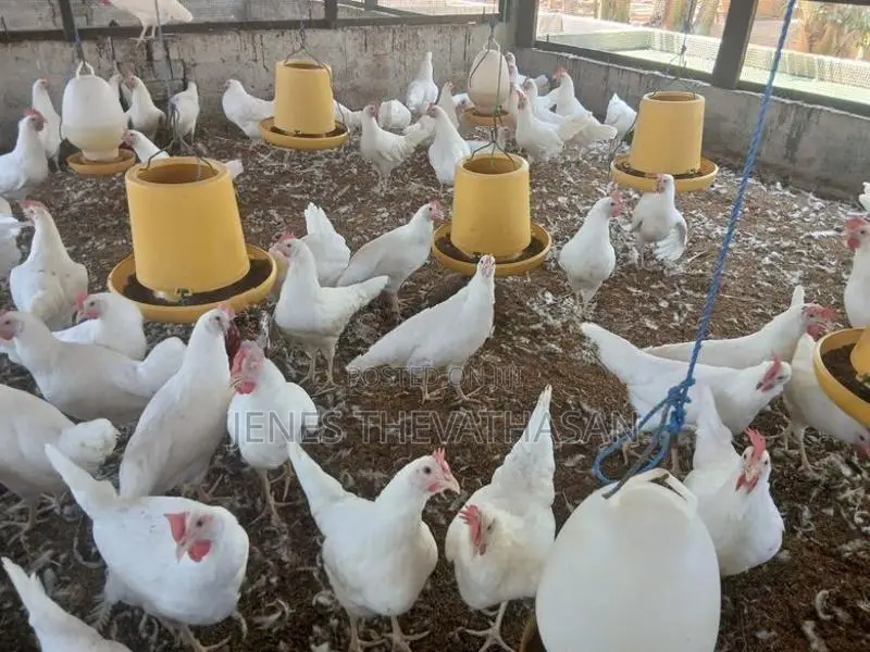 White Leghorn