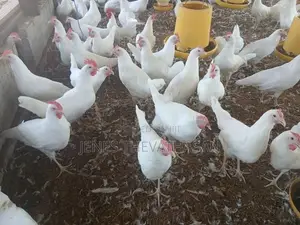 White Leghorn