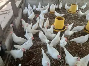White Leghorn