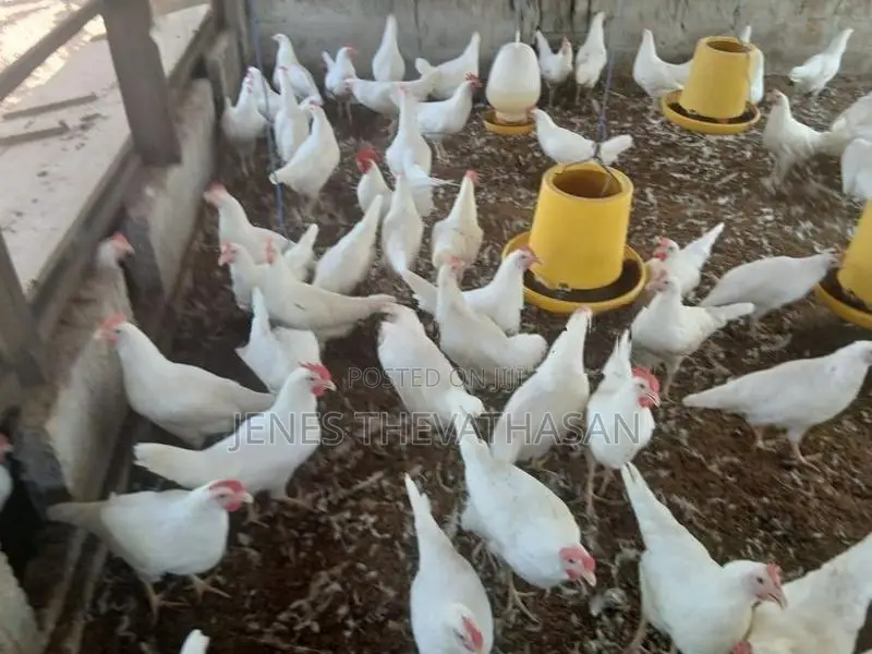 White Leghorn
