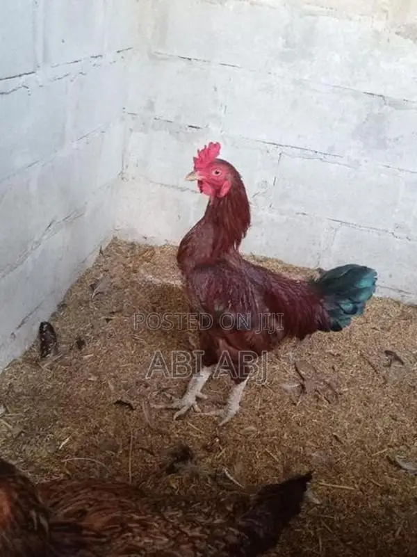 Country Chick
