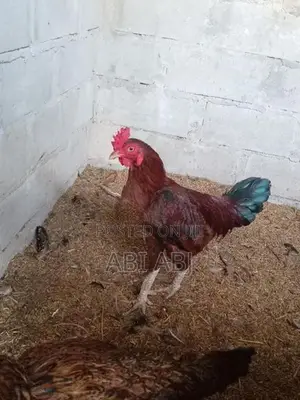 Country Chick