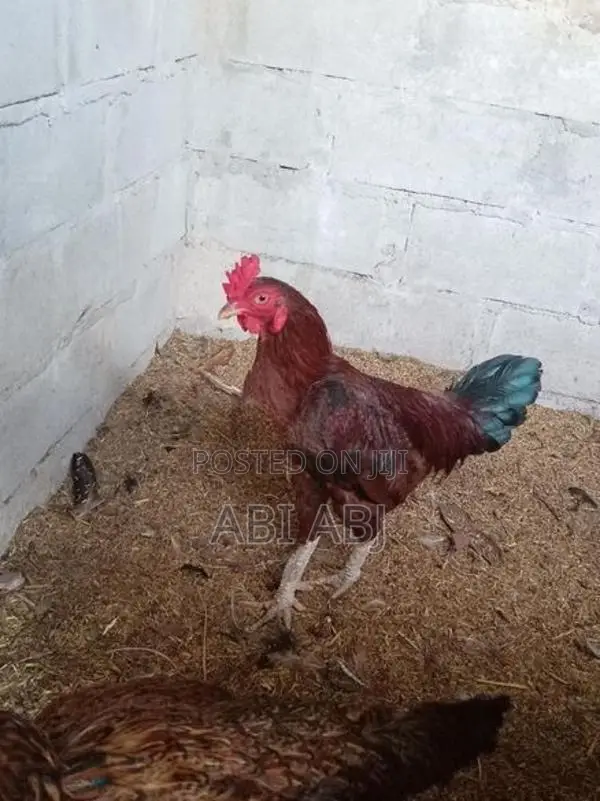 Country Chick