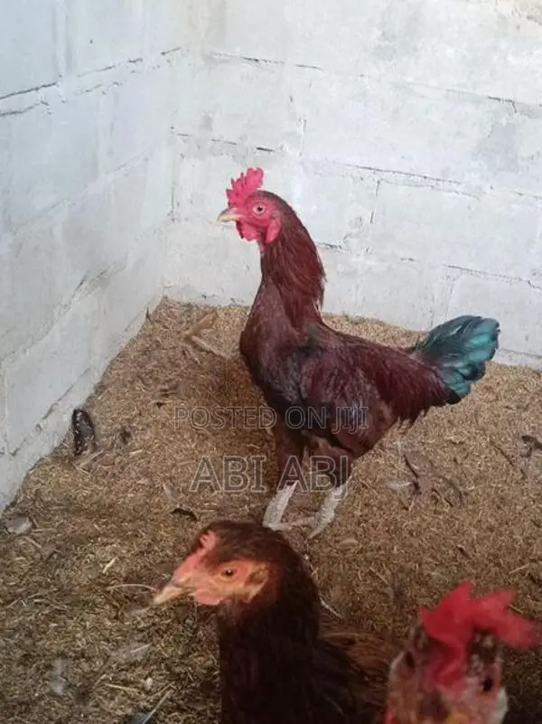 Country Chick