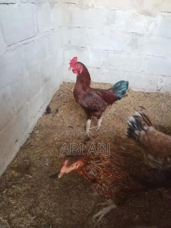 Country Chick