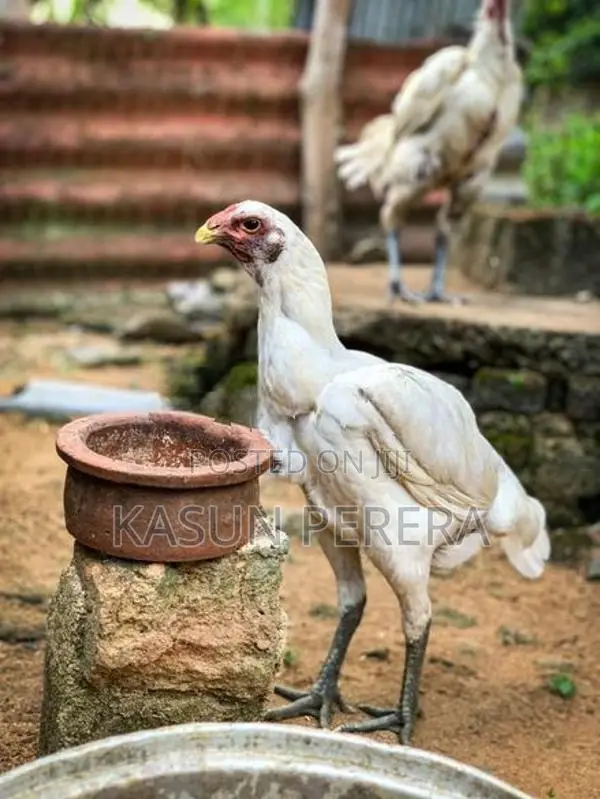White Burum Hen