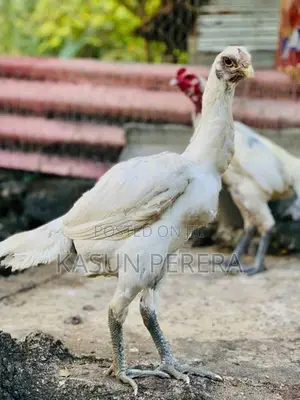 White Burum Hen