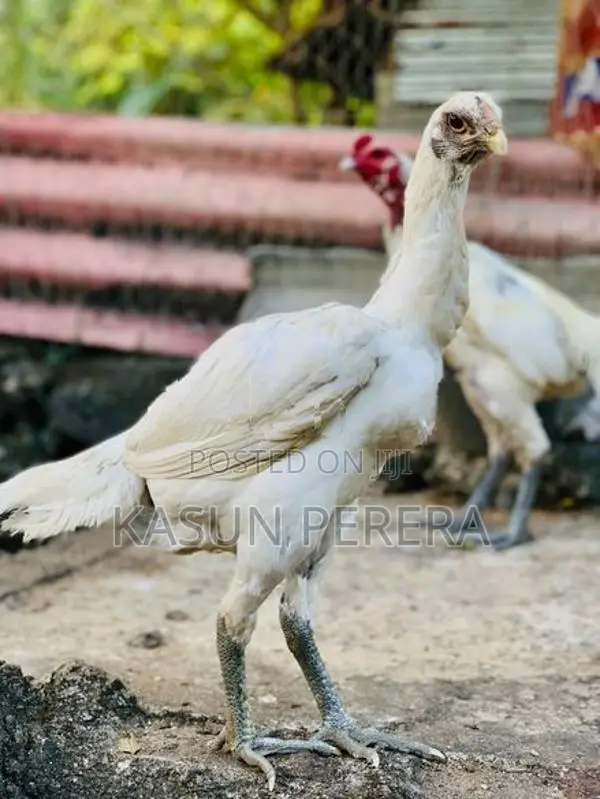 White Burum Hen