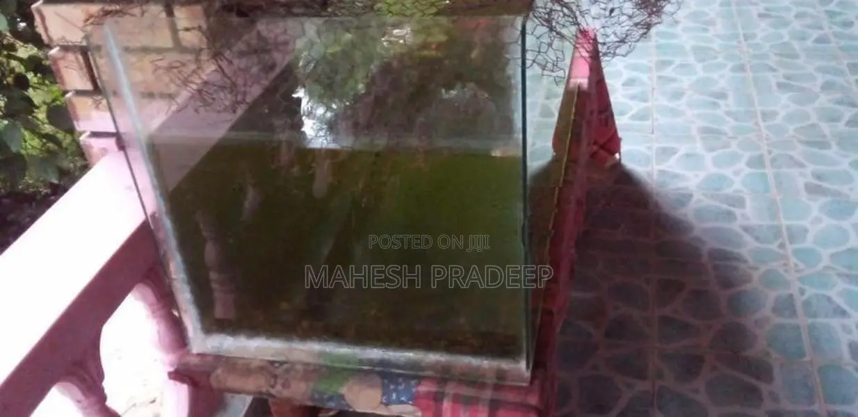 මළු ටැංකියක් - Fish Tank