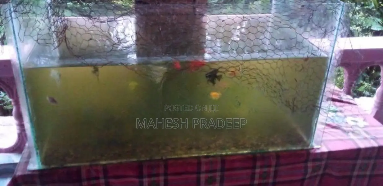 මළු ටැංකියක් - Fish Tank