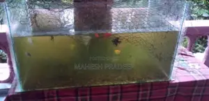මළු ටැංකියක් - Fish Tank