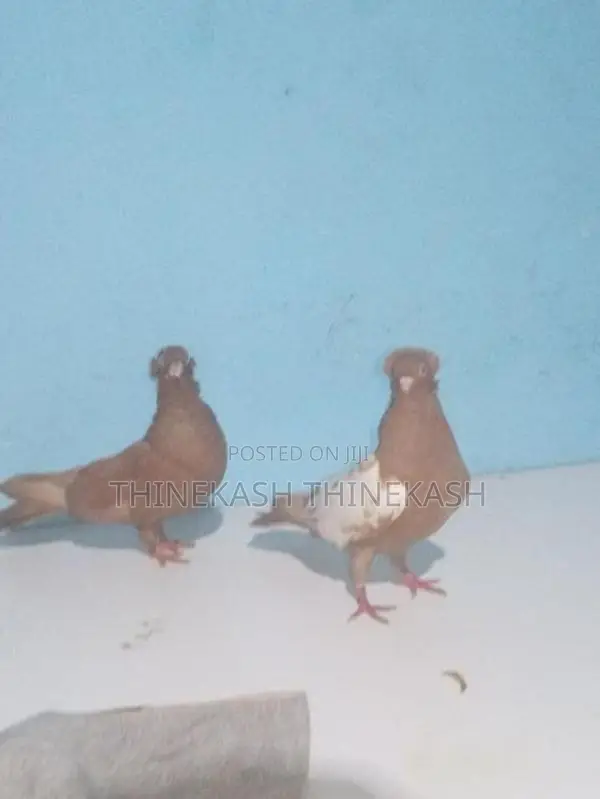 Pigeon