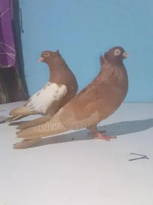 Pigeons