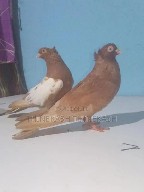 Pigeons