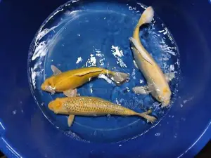 Koi fish