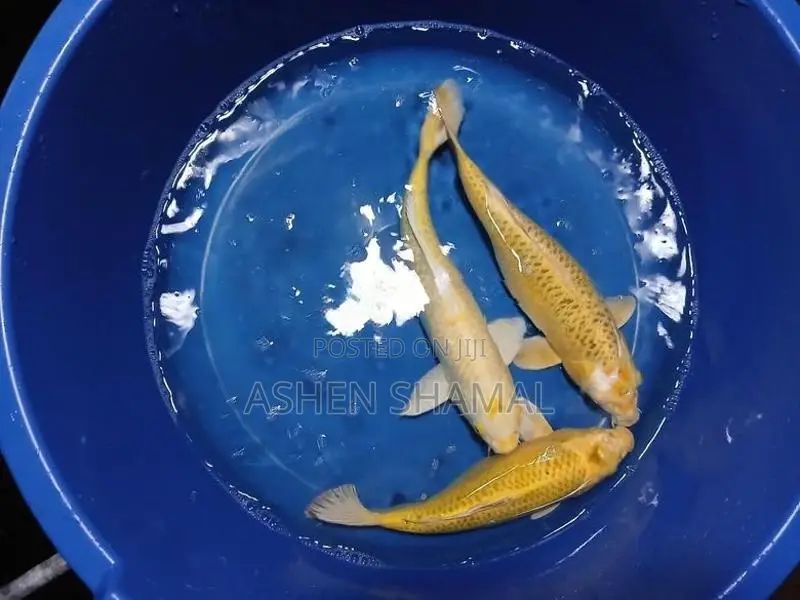 Koi fish