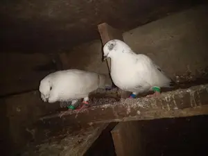 Pigeon
