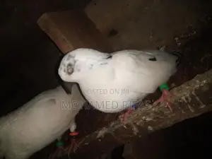 Pigeon