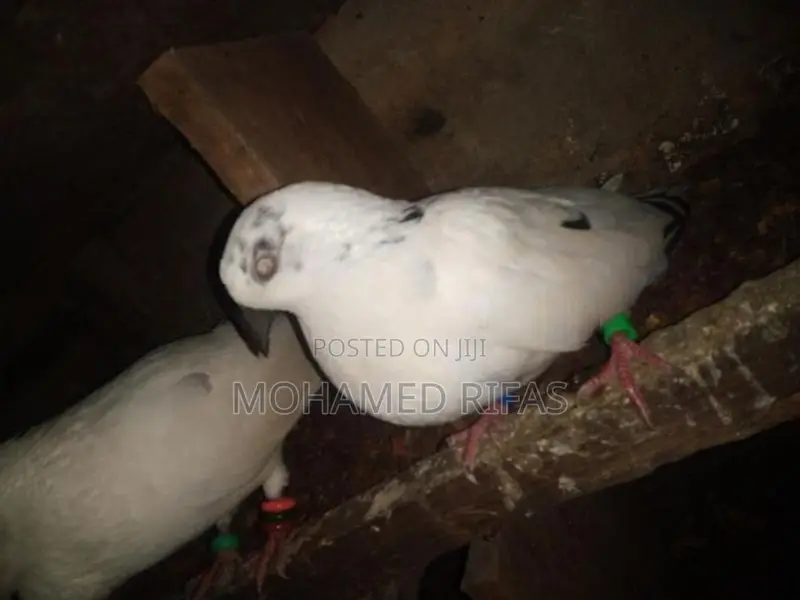 Pigeon