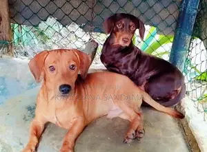 ඩෑෂ් අවුට් පිරිමි සතා සහ ගැහැණු