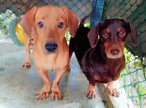 ඩෑෂ් අවුට් පිරිමි සතා සහ ගැහැණු